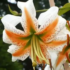 Лилия Леди Элис видовая