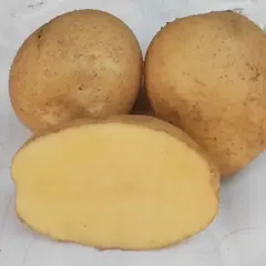 Картофель семенной Адретта (1 кг/уп - репродукция элита, средне-ранний)