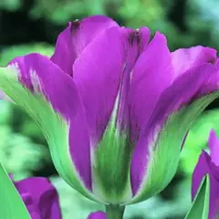 Тюльпан Night Rider.