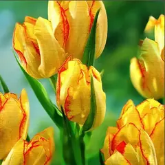 Тюльпан многоцветковый Aquilla.