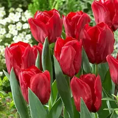 Тюльпан Триумф Седов