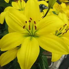 Лилия Мона азиатская