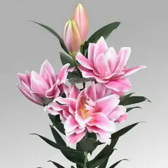 Лилия Касерта восточная махровая