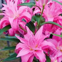 Лилия Рио Марина восточная махровая