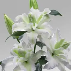 Лилия Эмпресс восточная махровая