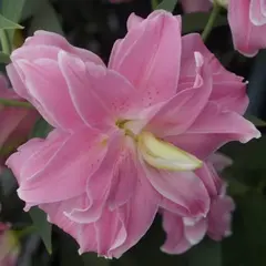 Лилия Лотус Джой восточная махровая