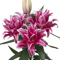 Лилия Лорена розовидная восточная