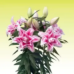 Лилия Нова розовидная восточная