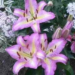 Лилия Том Пус восточная