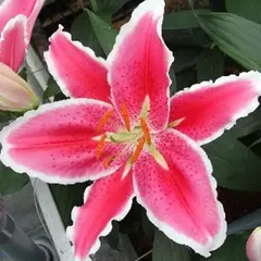 Лилия Лампун ОТ-гибрид