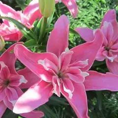 Лилия Кэнди Блоссом