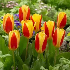 Тюльпан Кауфмана Стреза