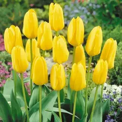 Тюльпан Фостера Кандела