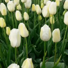 Тюльпан простой поздний Сити оф Ванкувер