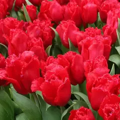 Тюльпан бахромчатый Бургунди Лейс