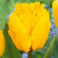 Тюльпан бахромчатый Кристал Стар