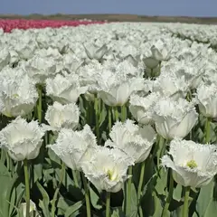 Тюльпан бахромчатый Ханимун