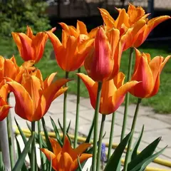 Тюльпан Грейга Оранж Торонто