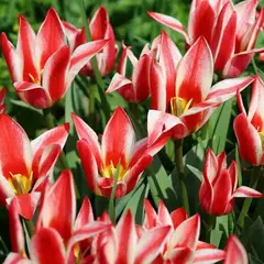 Тюльпан Грейга Пиноккио