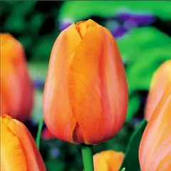 Тюльпан Триумф Ханс Бринкер