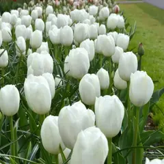 Тюльпан Триумф Роял Вирджен