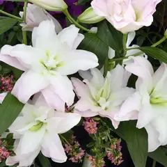 Лилия Кендра розовидная восточная