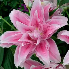 Лилия Изабелла розовидная восточная