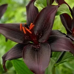 Лилия Секрет Кисс азиатская