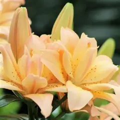 Лилия Сплендид Джой азиатская