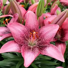 Лилия Сентури Джой азиатская