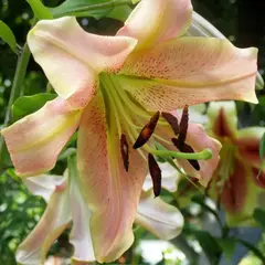 Лилия Сабанета ОТ - гибрид