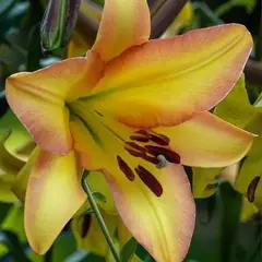 Лилия Райзинг Мун ОТ - гибрид