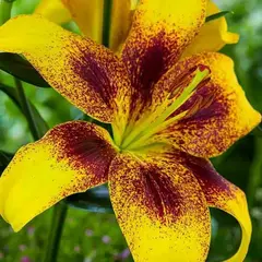 Лилия Йеллоу Браш ЛА-гибрид