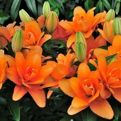 Лилия Кик Офф ЛА-гибрид махровая