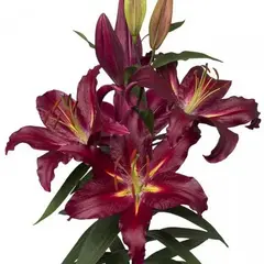 Лилия Коммитмент восточная