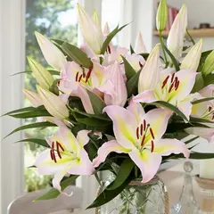 Лилия Фокус Покус восточная