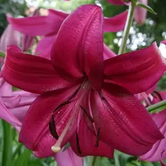 Лилия Пурпл Марбл тигровая