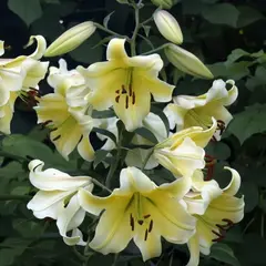 Лилия Ханимун ОТ-гибрид