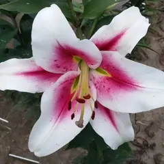 Лилия Суцинто ОТ-гибрид