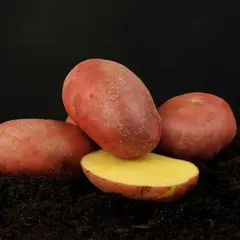 Картофель семенной Манифест (1 кг/уп - репродукция супер-супер элита, суперранний)