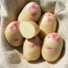Картофель семенной Пикассо (репродукция элита.)