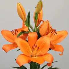 Лилия Торелли ЛА-гибрид