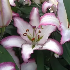 Лилия Зе Эдж восточная