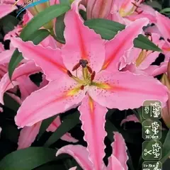 Лилия Роял Пинк восточная