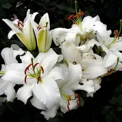 Лилия Сибирь восточная