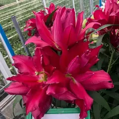 Лилия Рианна восточная