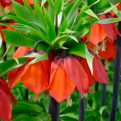 Рябчик императорский Рубра Максима