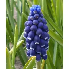 Мускари Джойс Спирит