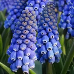 Мускари Биг Смайл