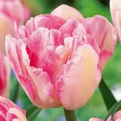 Тюльпан махровый ранний Фокстрот